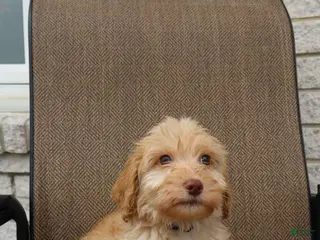 Mini Goldendoodle dogs Mini Goldendoodle Derek - Ad 30