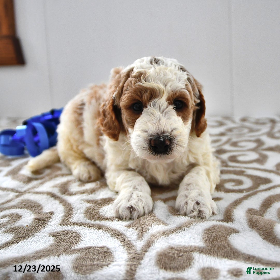 Mini Goldendoodle dogs for sale: Fletcher - Ad 8