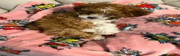Shihpoo dogs for sale: Shihpoo 1 - Ad 2