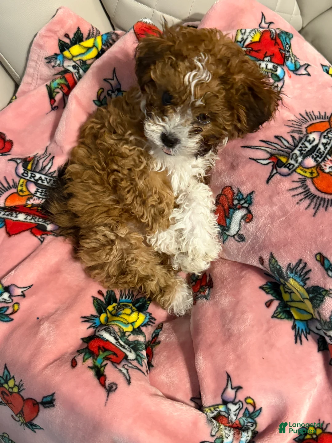 Shihpoo dogs for sale: Shihpoo 1 - Ad 2