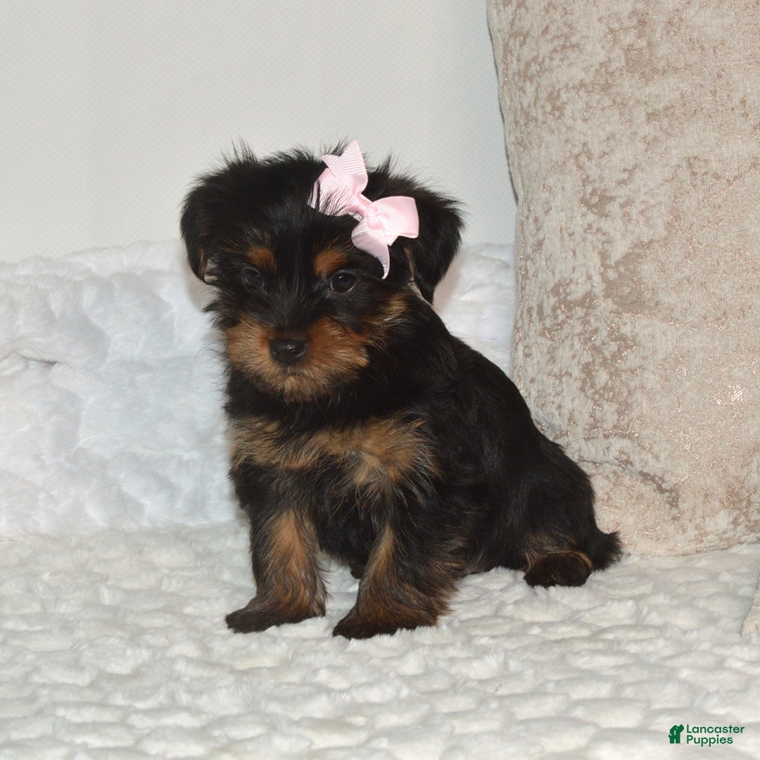 Yorkshire Terrier dogs for sale: Dixie - Ad 2