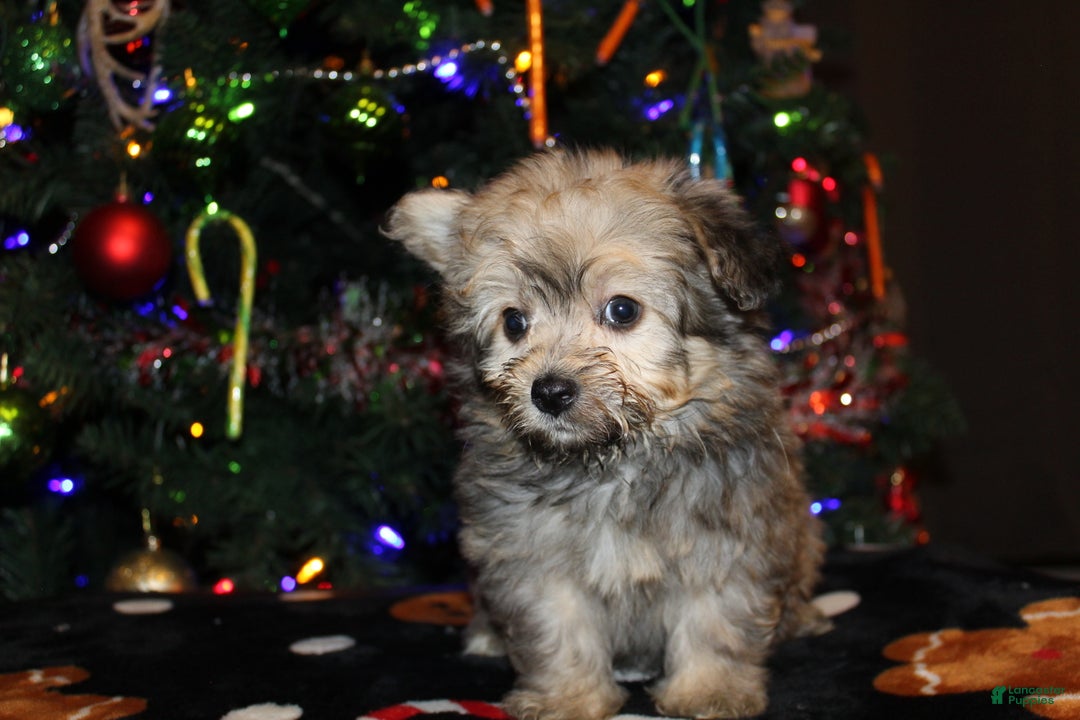 Pomapoo dogs for sale: Peanut - Ad 2