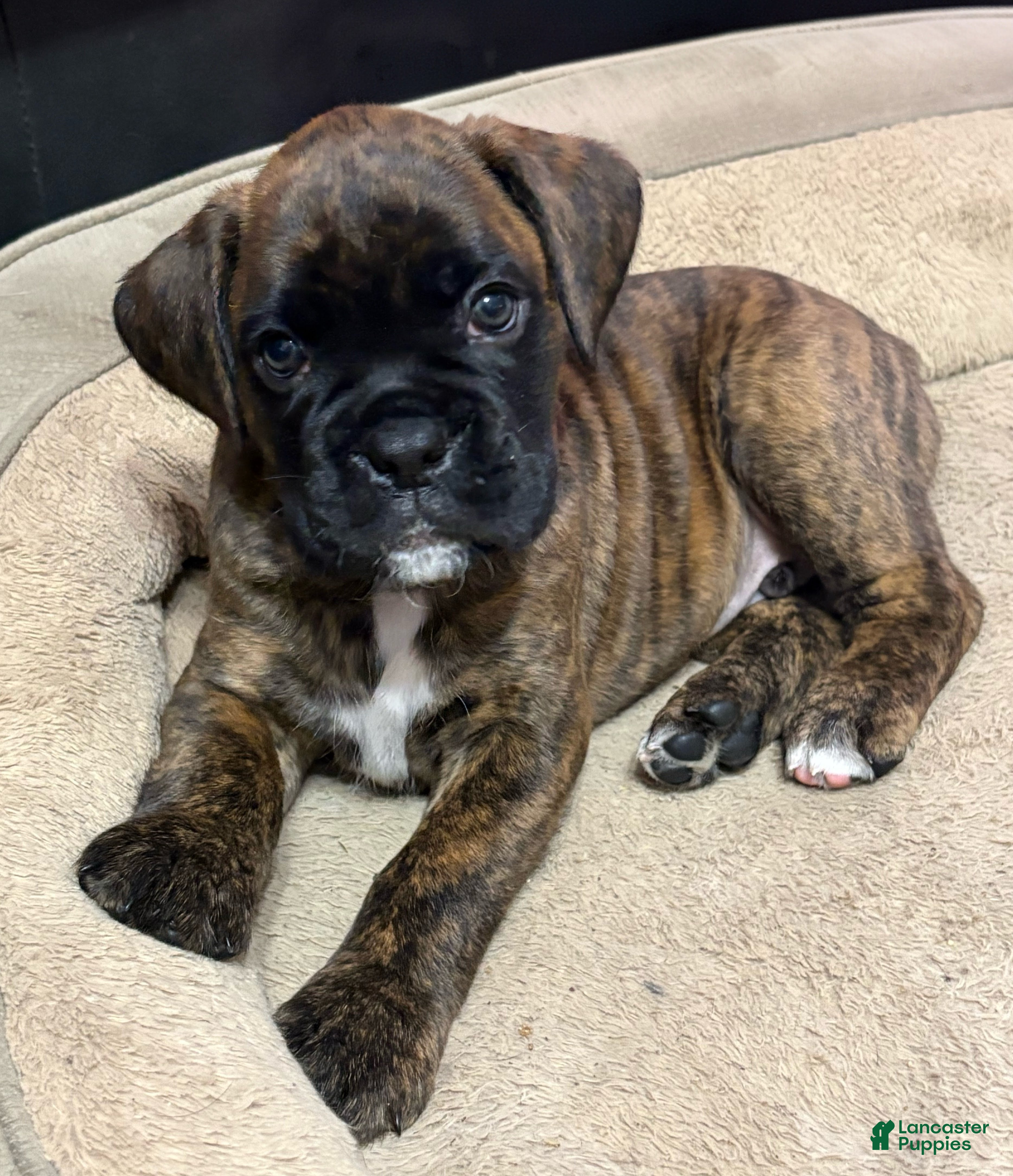 Boxer dogs Bear - Ad 12