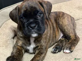 Boxer dogs Bear - Ad 12
