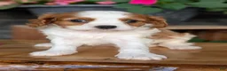 Cavalier King Charles Spaniel dogs for sale: Leo - Ad 8