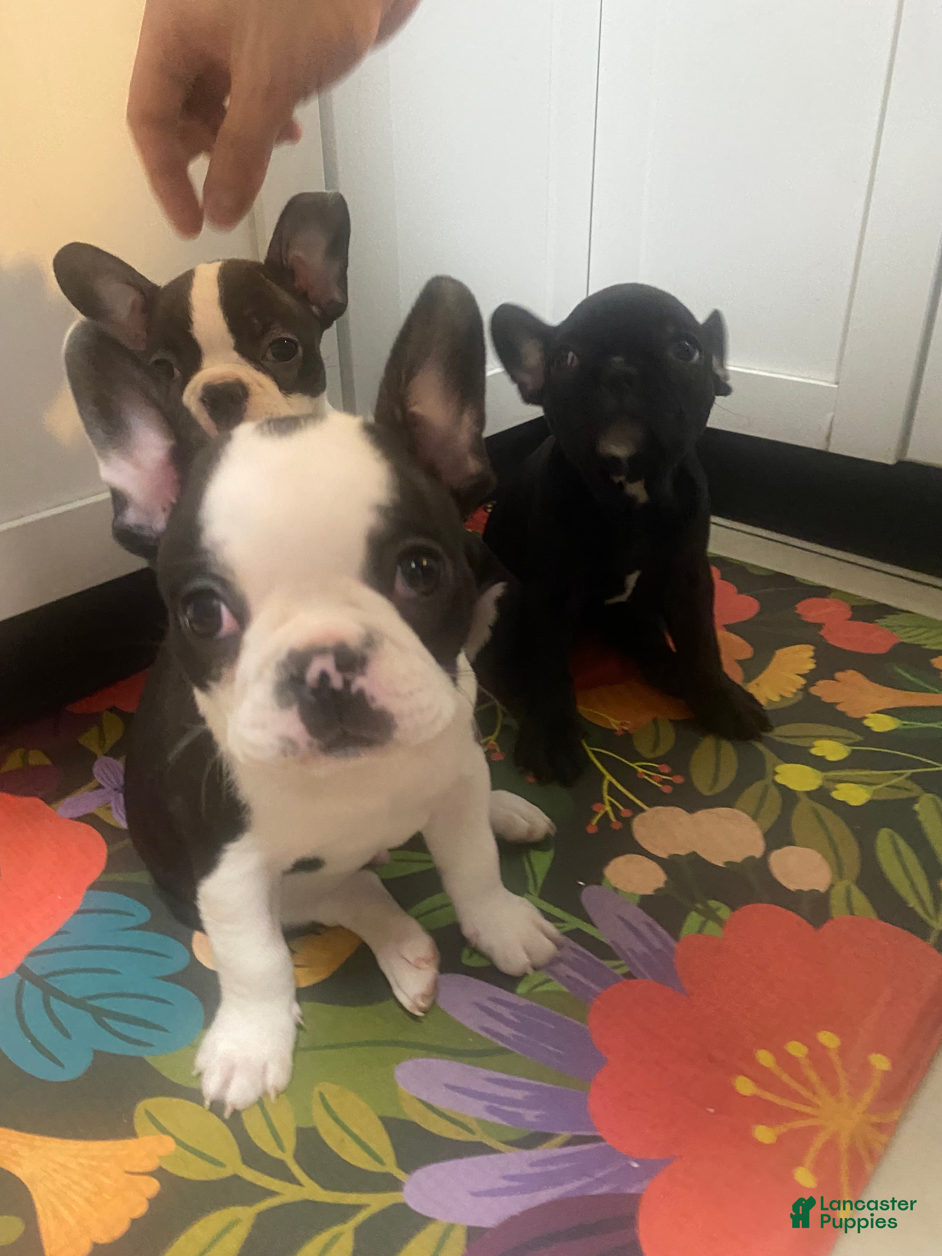 Frenchton dogs for sale: Bubba  - Ad 2