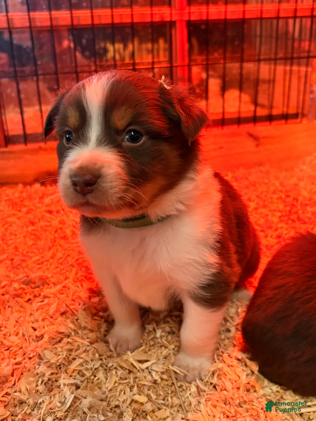 Australian Shepherd dogs for sale: Grasshopper  - Ad 1