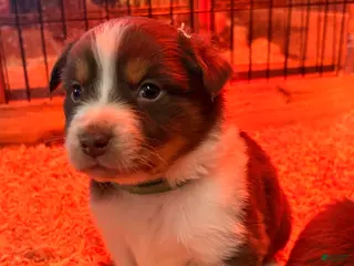 Australian Shepherd dogs Grasshopper - Ad 16