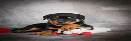 Rottweiler dogs for sale: Layla - Ad 6