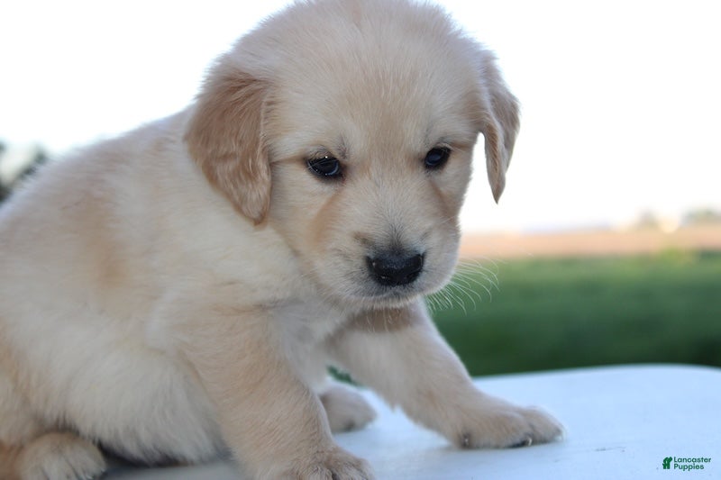 Golden Retriever dogs Sammy Golden Retriever Puppy  - Ad 2