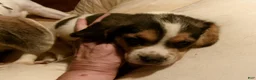 Beagle dogs for sale: Beagle 2 - Ad 3