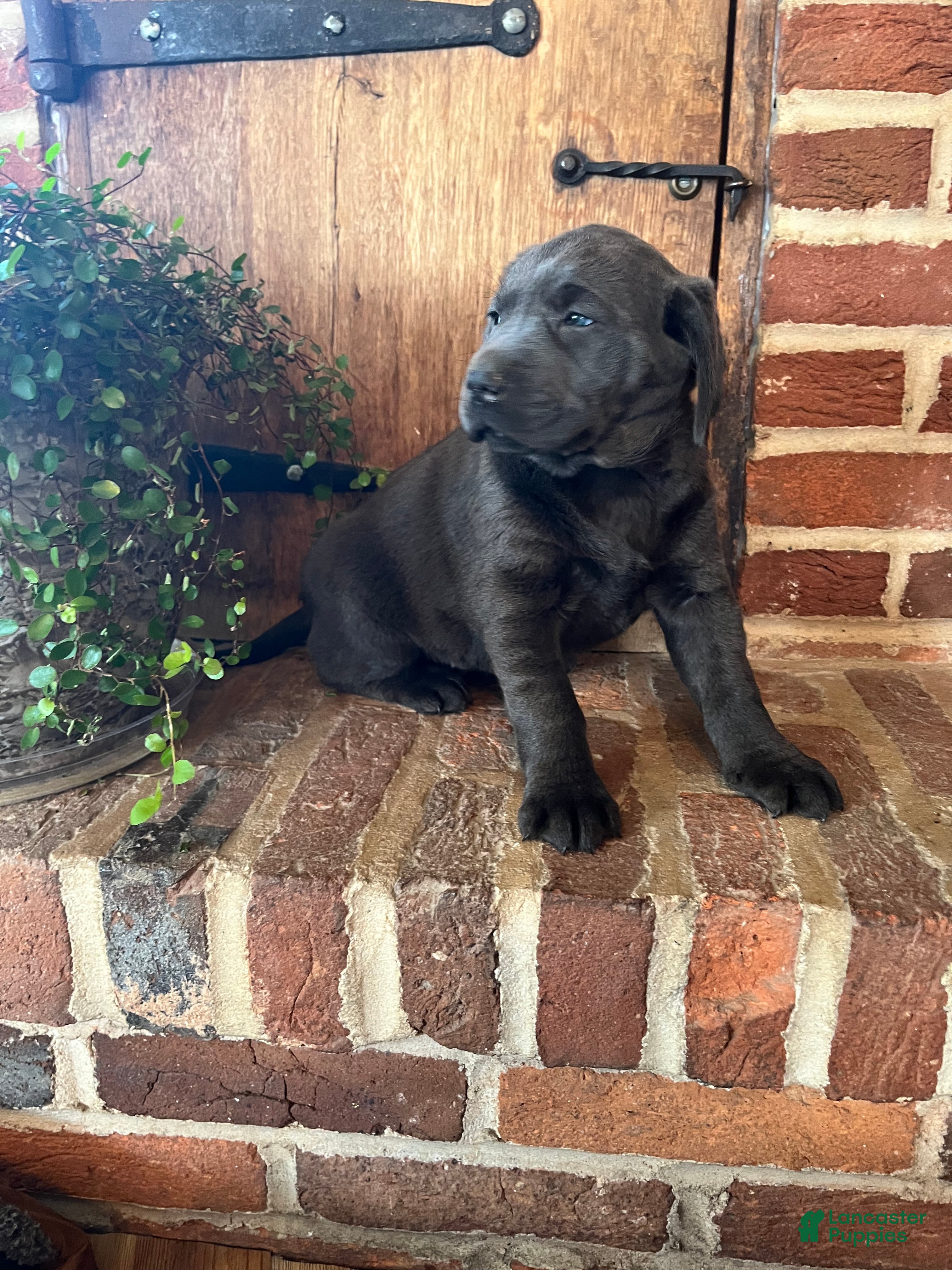 Labrador Retriever dogs Buttercup - Ad 2