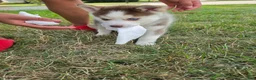 Pomsky dogs for sale: Annabelle - Ad 4