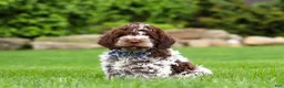 Lagotto Romagnolo dogs for sale: Cash - Ad 2