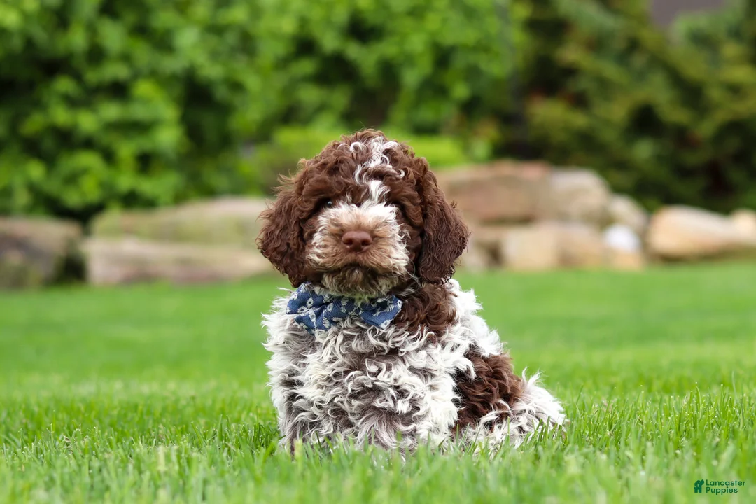 Lagotto Romagnolo dogs for sale: Cash - Ad 2