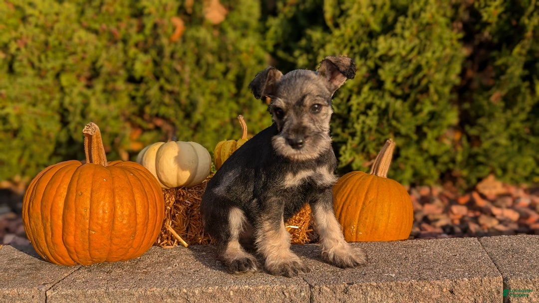 Miniature Schnauzer dogs for sale: Apollo - Ad 4
