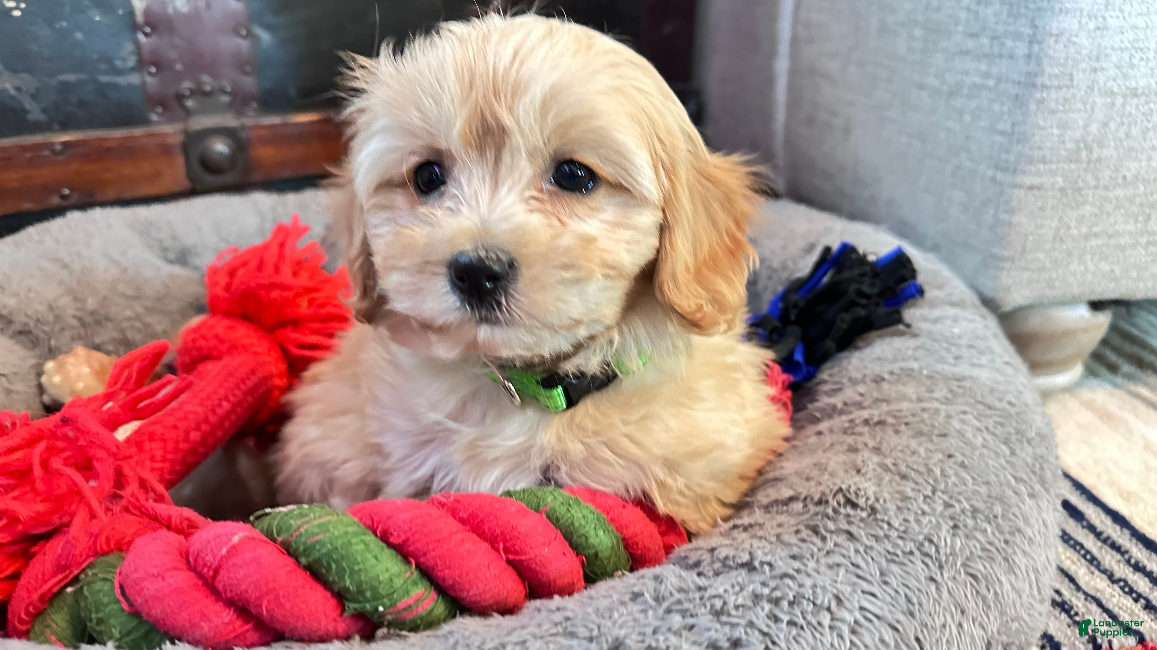 Cavachon dogs Abby - Ad 37