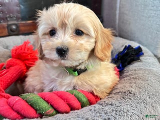 Cavachon dogs Abby - Ad 13