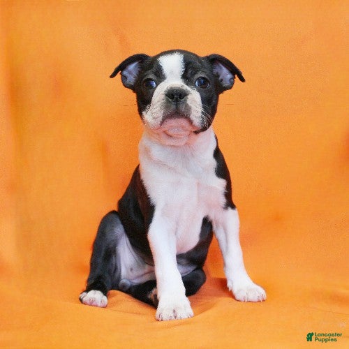 Boston Terrier dogs Remmy - Ad 1