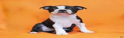 Boston Terrier dogs for sale: Remmy - Ad 2
