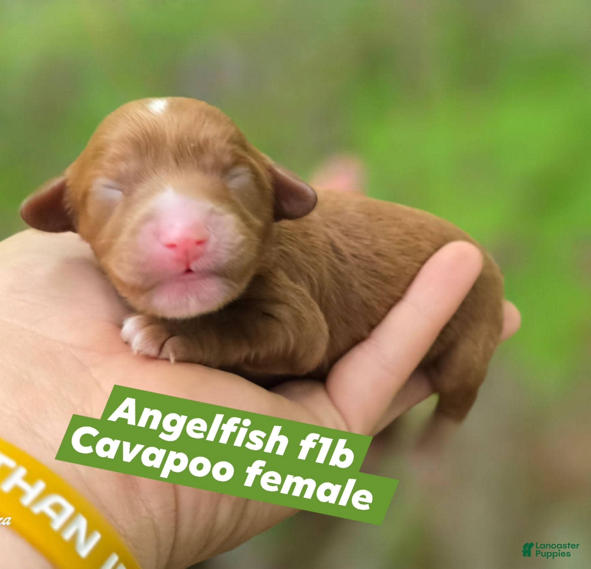 Cavapoo dogs Angel - Ad 12