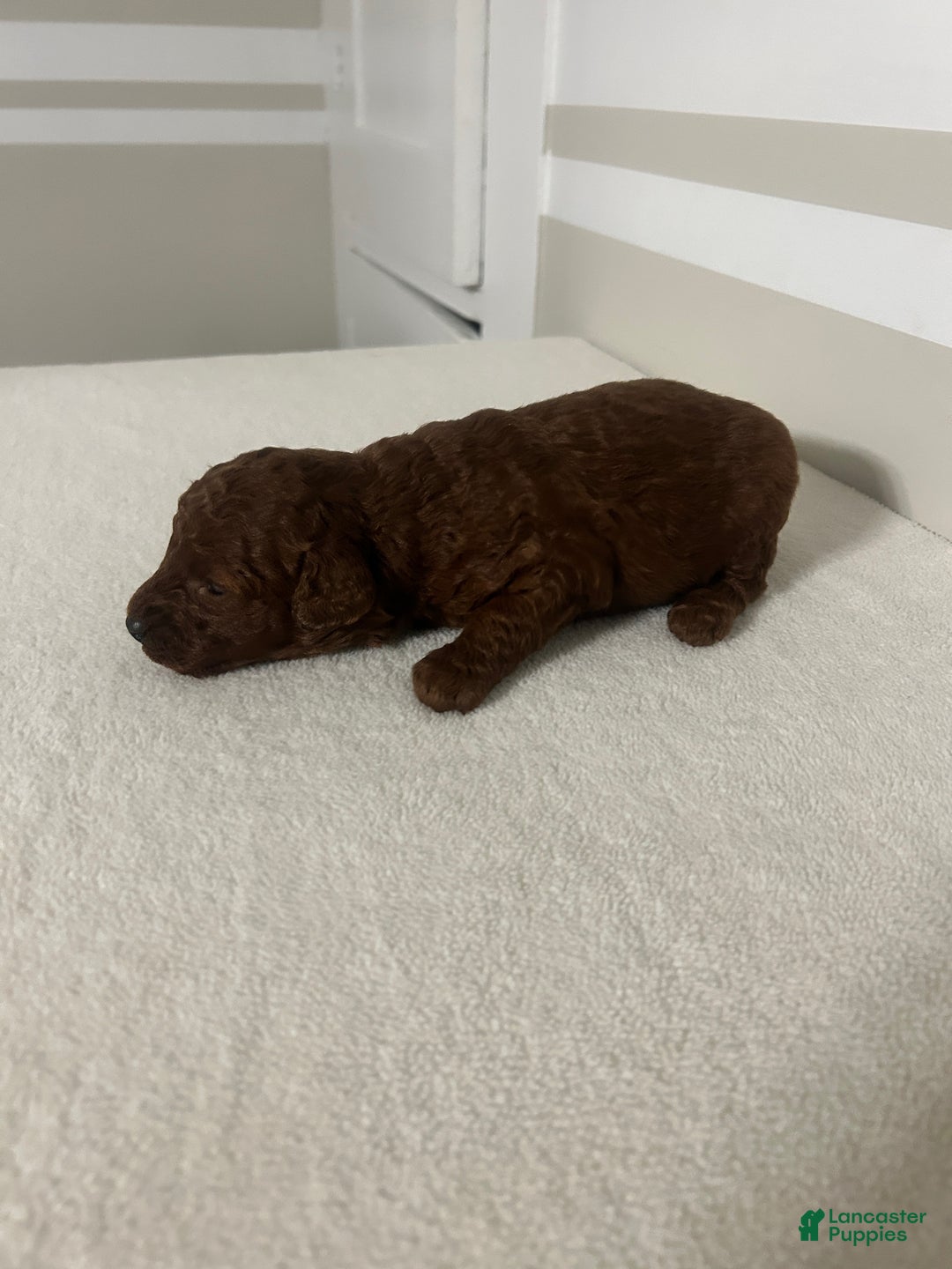 Mini Goldendoodle dogs for sale: Clarabelle - Ad 3