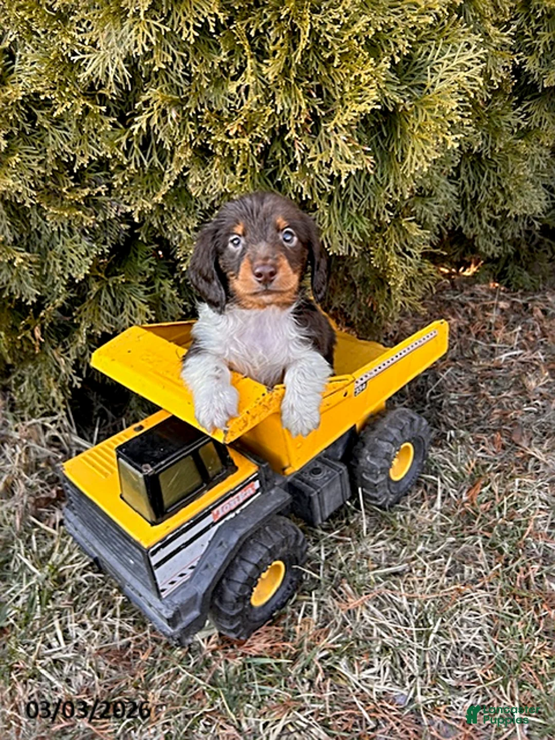 Dachshund dogs for sale: Cash - Ad 1