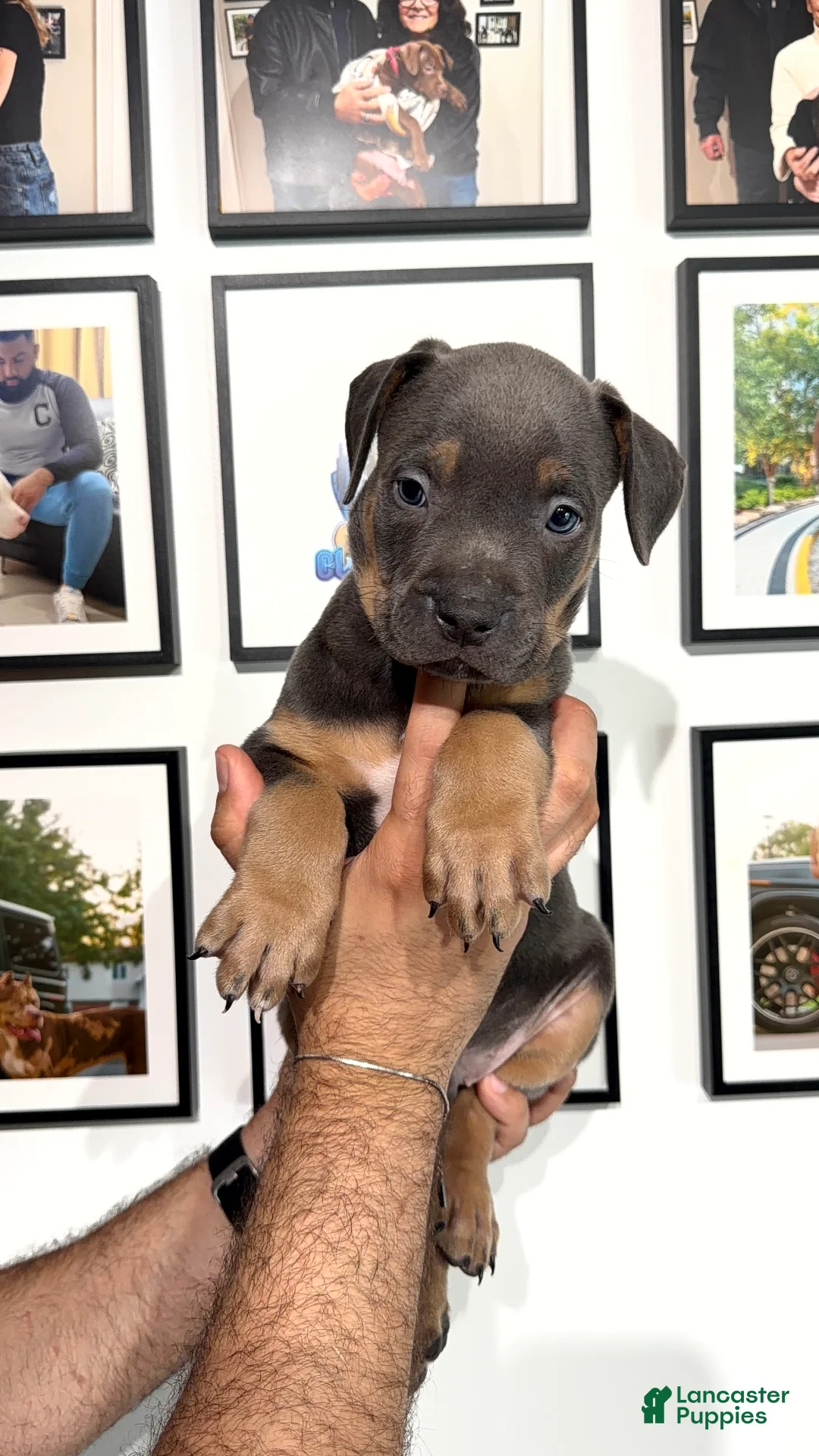 American Bully dogs for sale: American Bully 4 - Ad 2