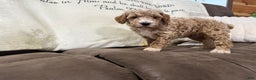 Miniature Poodle dogs for sale: Tucker - Ad 5