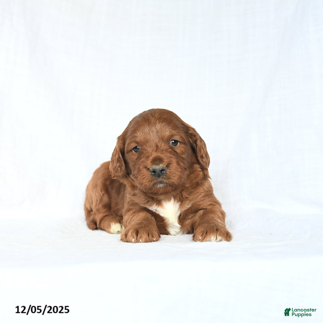 Mini Goldendoodle dogs for sale: London - Ad 4