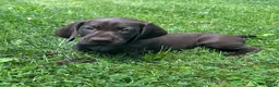German Shorthaired Pointer dogs for sale: Faith - Ad 6