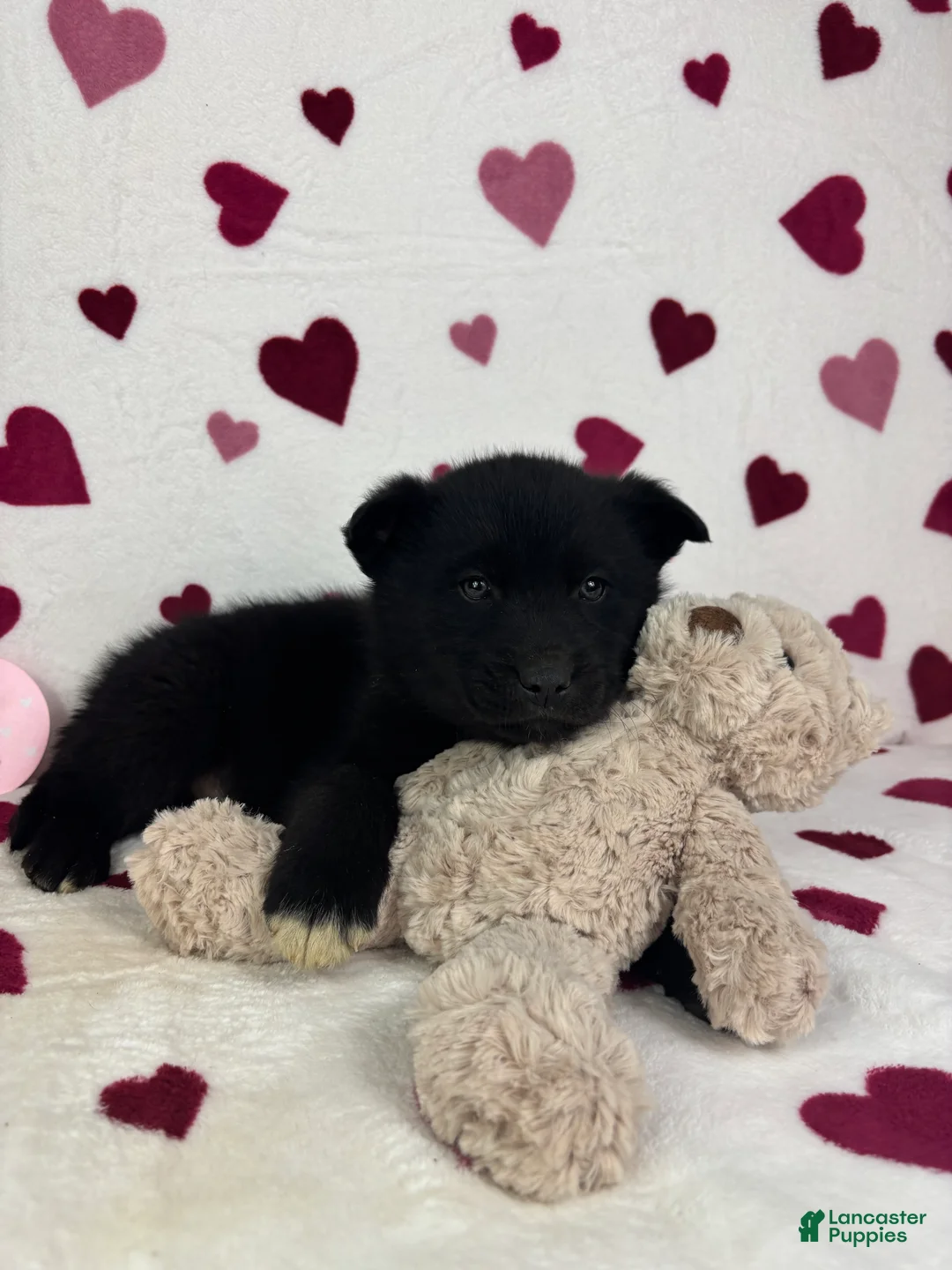 Mixed Breed dogs for sale: Callen - Ad 4