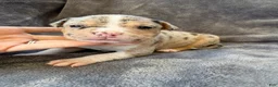 American Bully dogs for sale: Olivia  - Ad 5