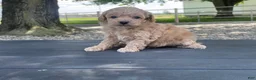 Miniature Poodle dogs for sale: Albert Miniature Poodle Puppy  - Ad 11