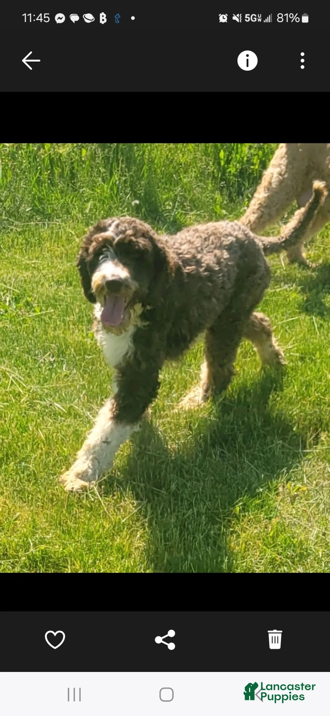 Portuguese Water Dog dogs for sale: Surf - Ad 2