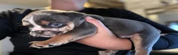 English Bulldog dogs for sale: Versace - Ad 41