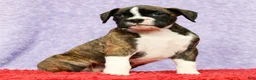 Boxer dogs for sale: Patsy - Ad 4