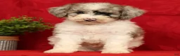 Mini Sheepadoodle dogs for sale: Charlie - Ad 4
