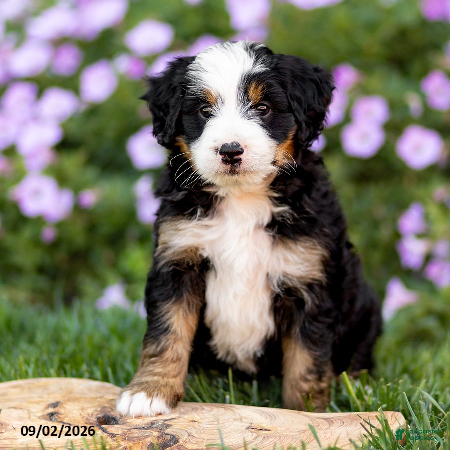 Mini Bernedoodle dogs George - Ad 2