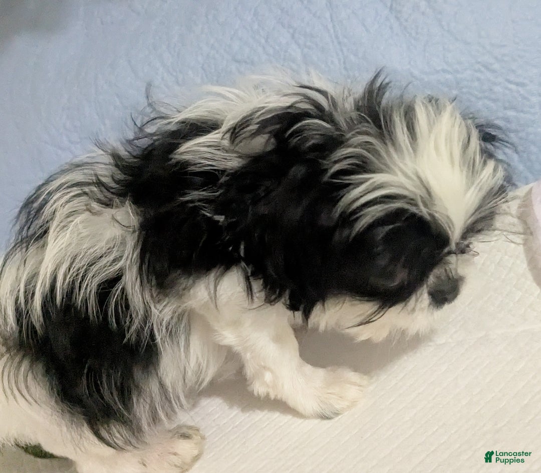 Shih Tzu dogs for sale: Freckles AKC Imperial  Shih Tzu  - Ad 3