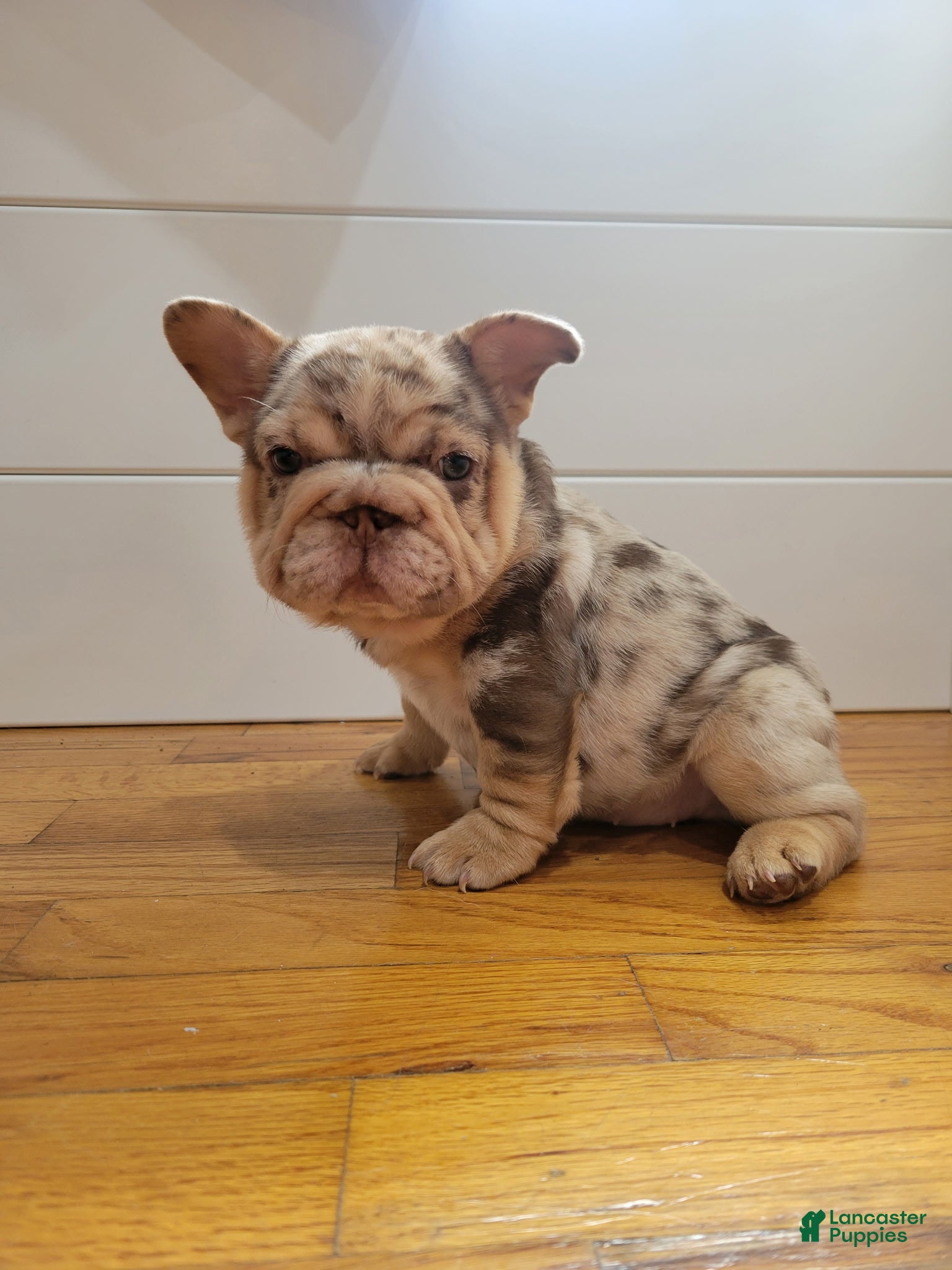 French Bulldog dogs for sale: Pinkers - Ad 1