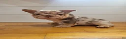French Bulldog dogs for sale: Pinkers - Ad 1