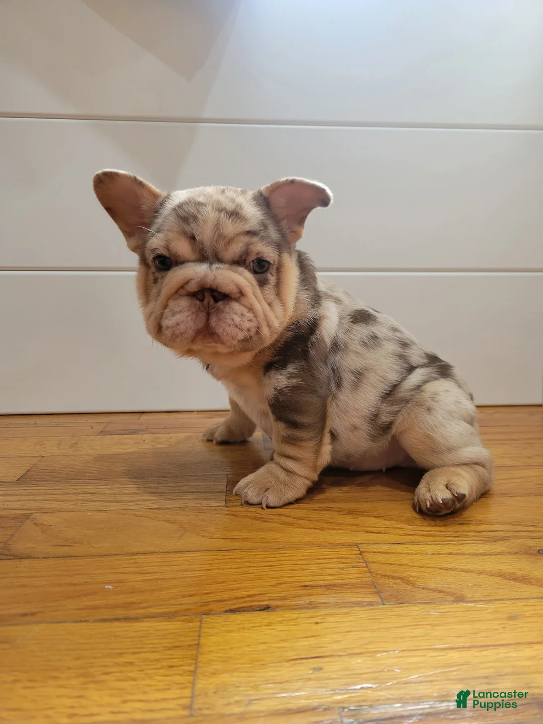 French Bulldog dogs for sale: Pinkers - Ad 1