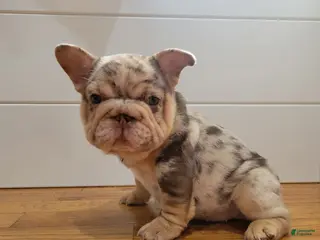 French Bulldog dogs for sale: Pinkers - Ad 1