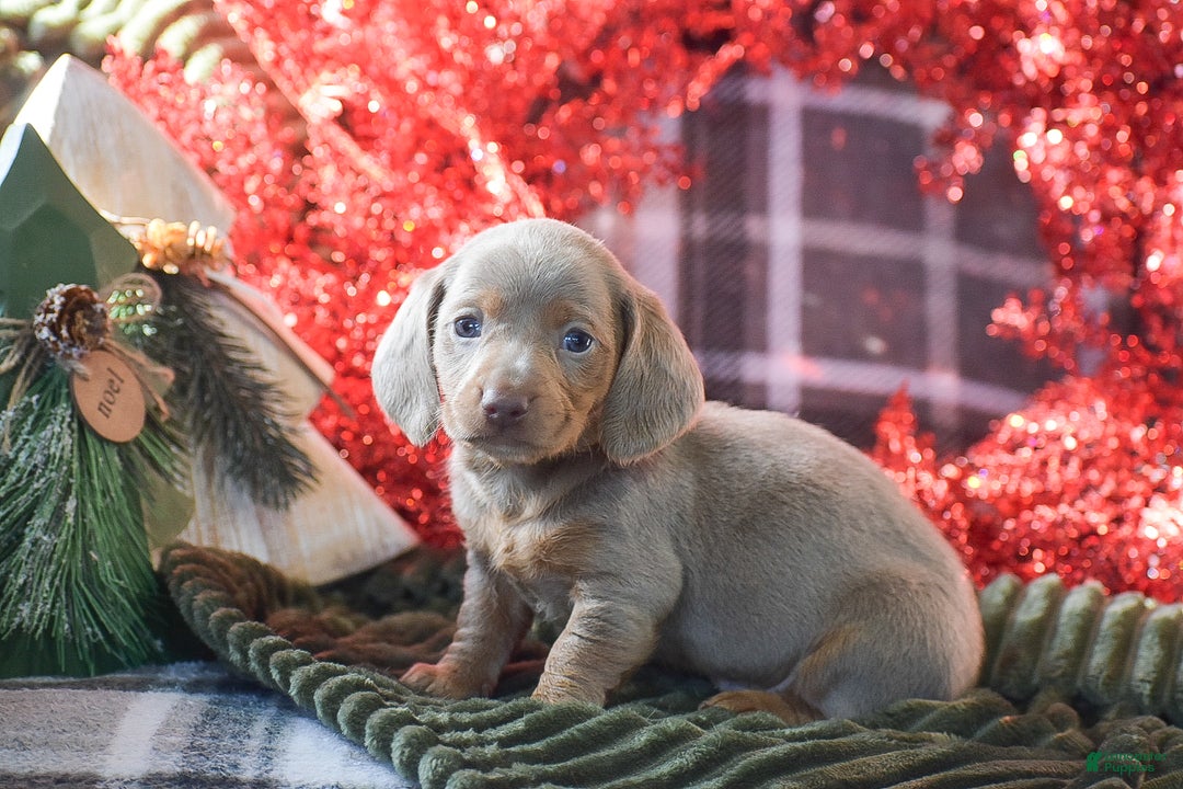 Dachshund dogs for sale: Frosty - Ad 1