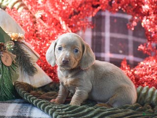 Dachshund dogs Frosty - Ad 27