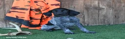 German Shorthaired Pointer dogs for sale: Renee - Ad 3