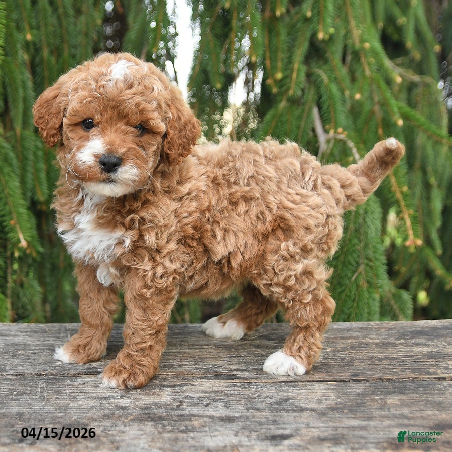Goldendoodle dogs Marian - Ad 2