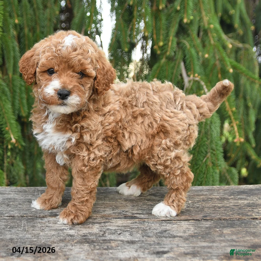 Goldendoodle dogs for sale: Marian - Ad 2