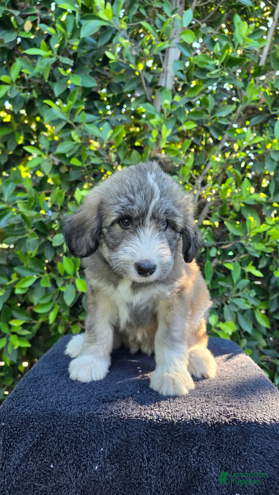 Mixed Breed dogs for sale: Yellow - Ad 2